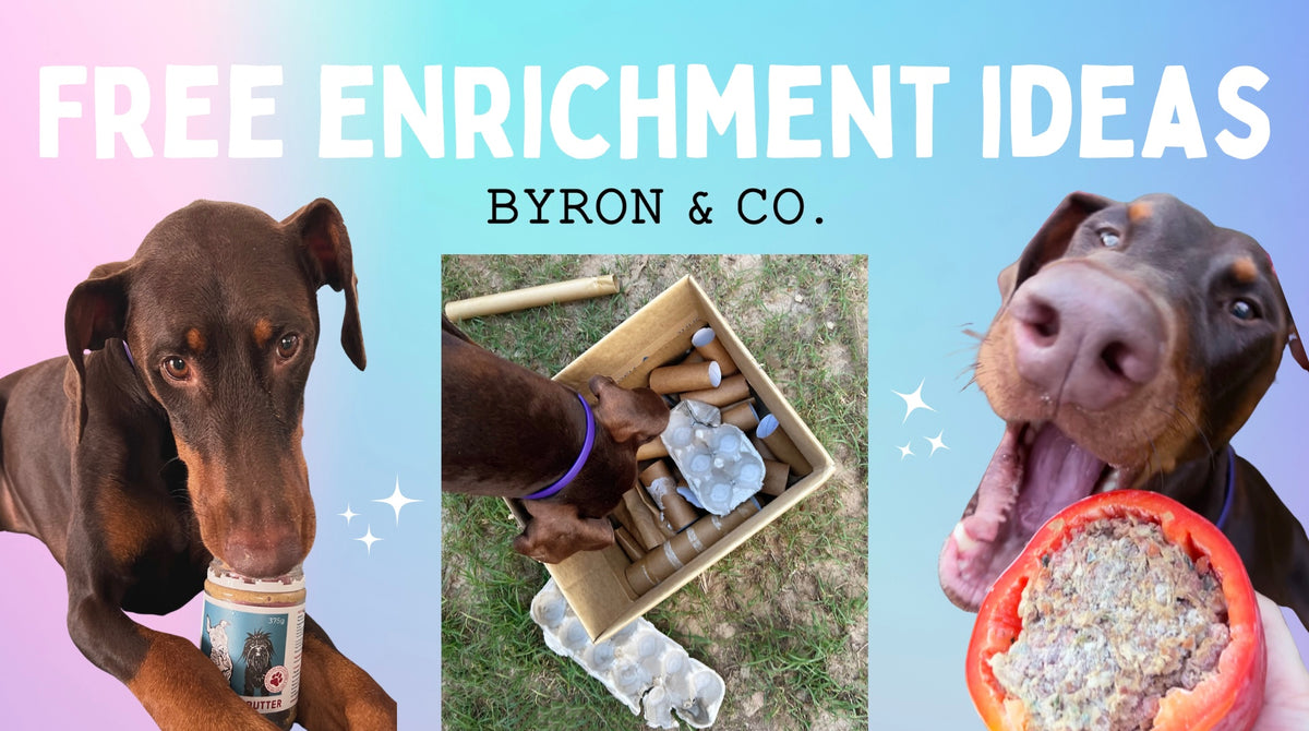 Non-Food Related Enrichment For Dogs: Includes Videos, Tips, and DIY Options