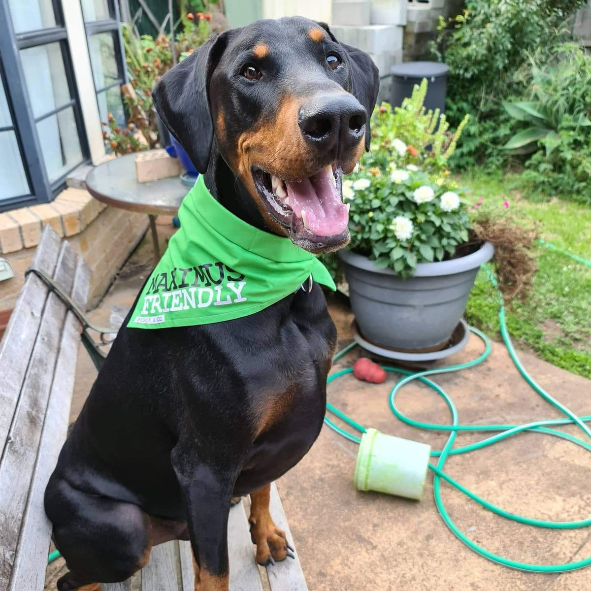 Green best sale bandana dogs