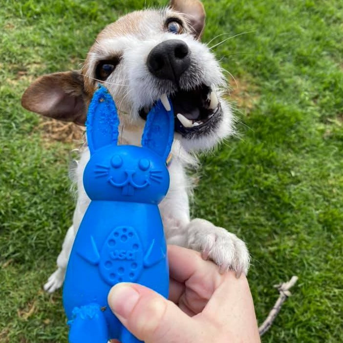 Blue bunny outlet dog toy