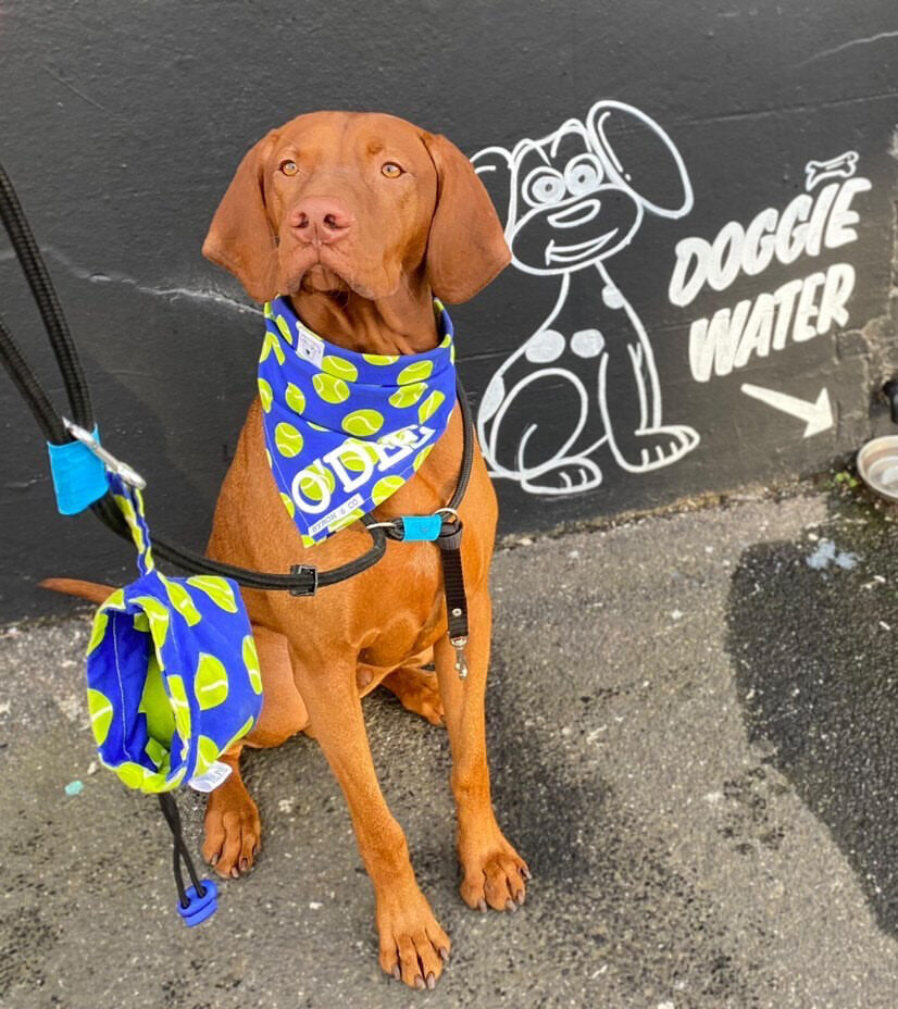 Ball Pal Go Fetch Dog Ball Carrier Byron Co Pet Accessories