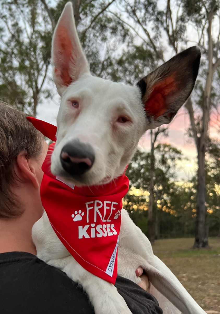 Free kisses dog outlet bandana