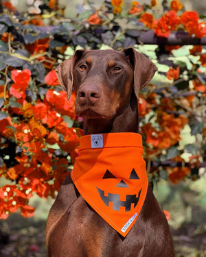 
                  
                    Orange Spooky Pumpkin Bandana
                  
                