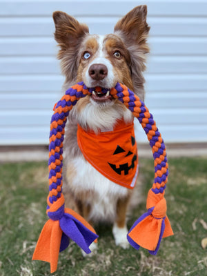 
                  
                    Dog wearing an orange Halloween bandana with a pumpkin design, holding an orange and purple rope toy.
                  
                