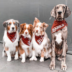 Three Australian Shepherd dogs and a big merle coloured Great Dane Puppy all sitting on the concrete wearing personalised red plaid dog bandanas. They are named Django, Jager, Blu and Banks and their names are printed in white