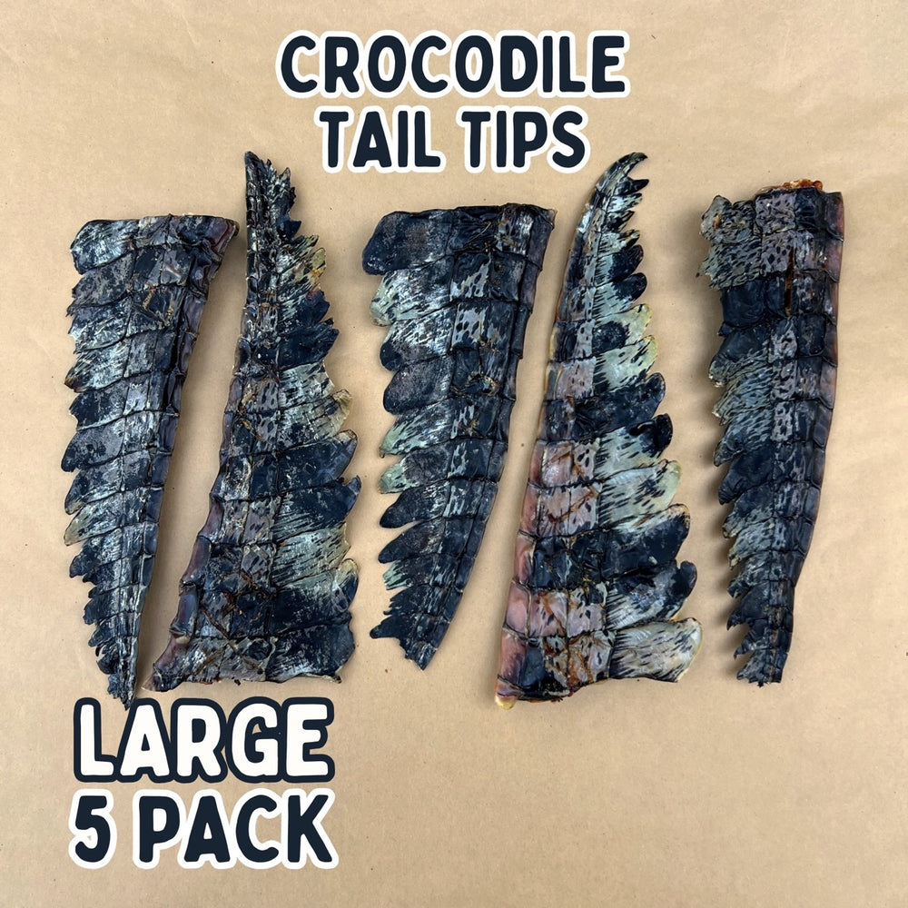 
                  
                    Crocodile Tail Tip For Dogs | Dog Treat Chew
                  
                