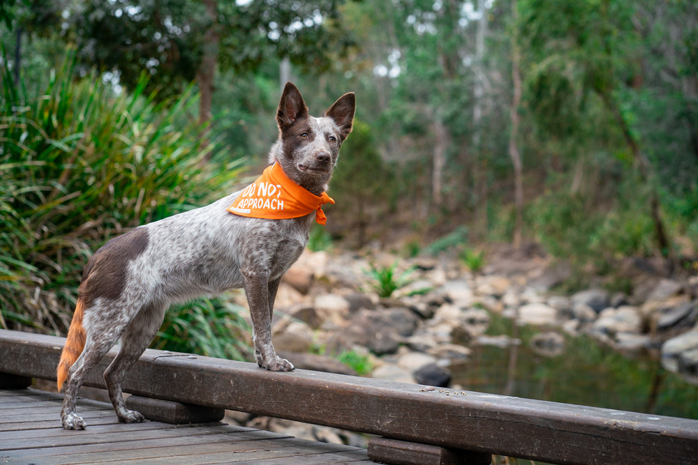 Byron & Co Pet Accessories