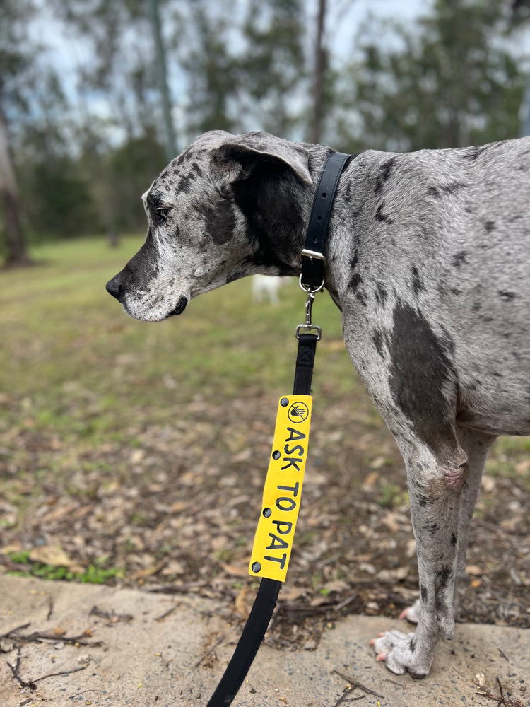 Nervous dog accessories online