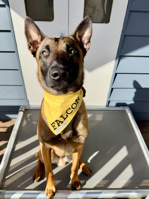 
                  
                    Daffodil Bandana
                  
                