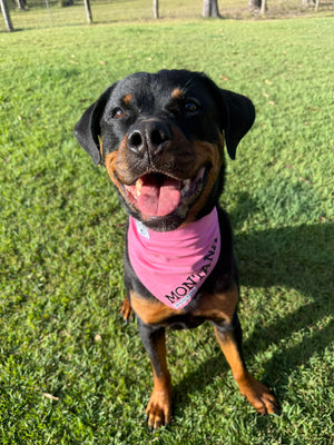 
                  
                    Candy Bandana
                  
                