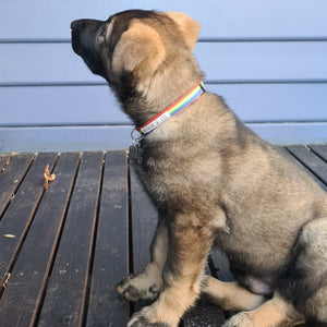 
                  
                    Rainbow Dog Collars
                  
                