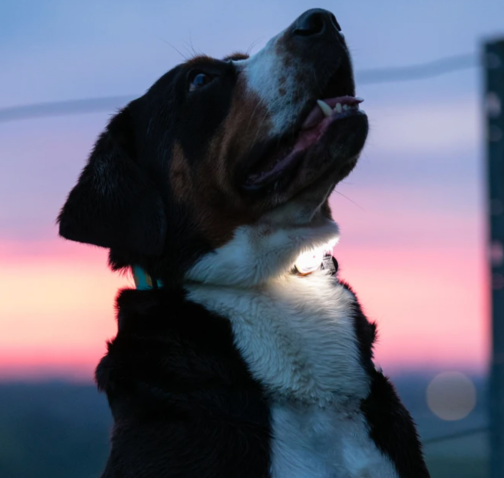 
                  
                    Max & Molly LED Dog Collar Light
                  
                