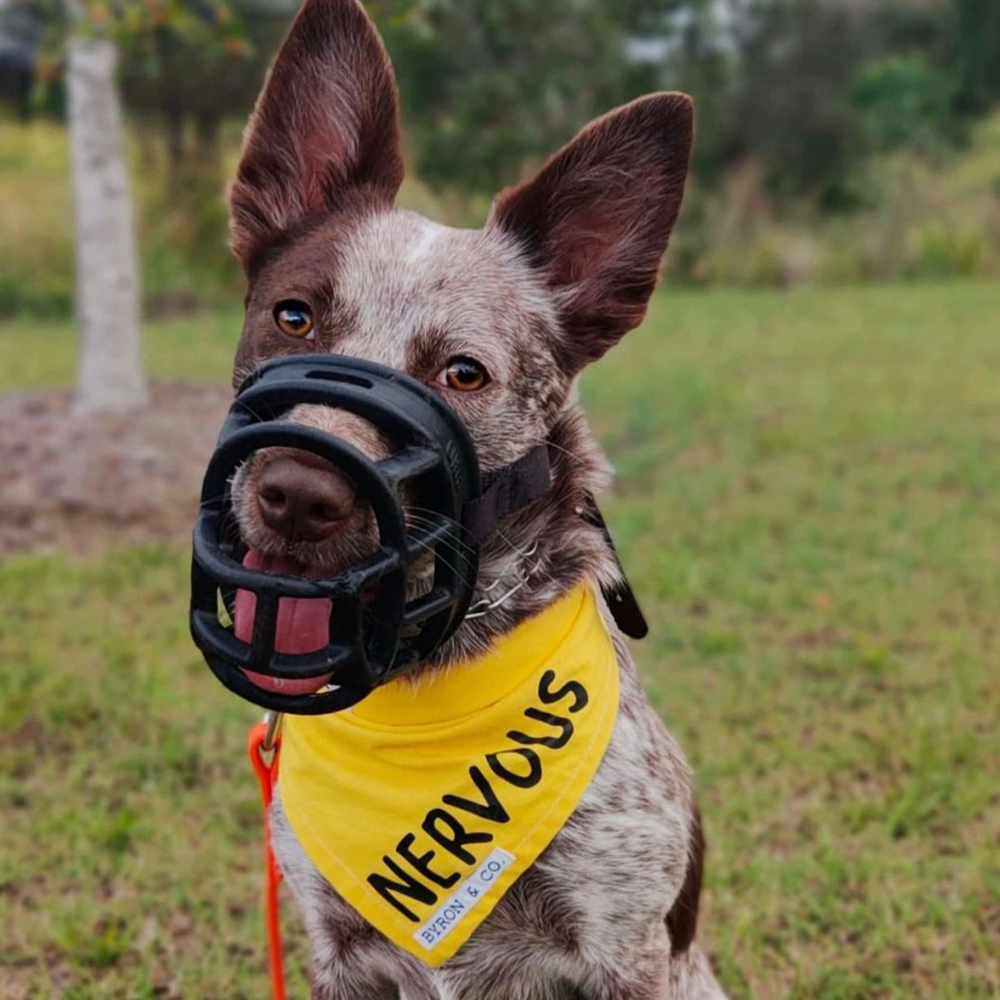 Nervous dog bandana clearance
