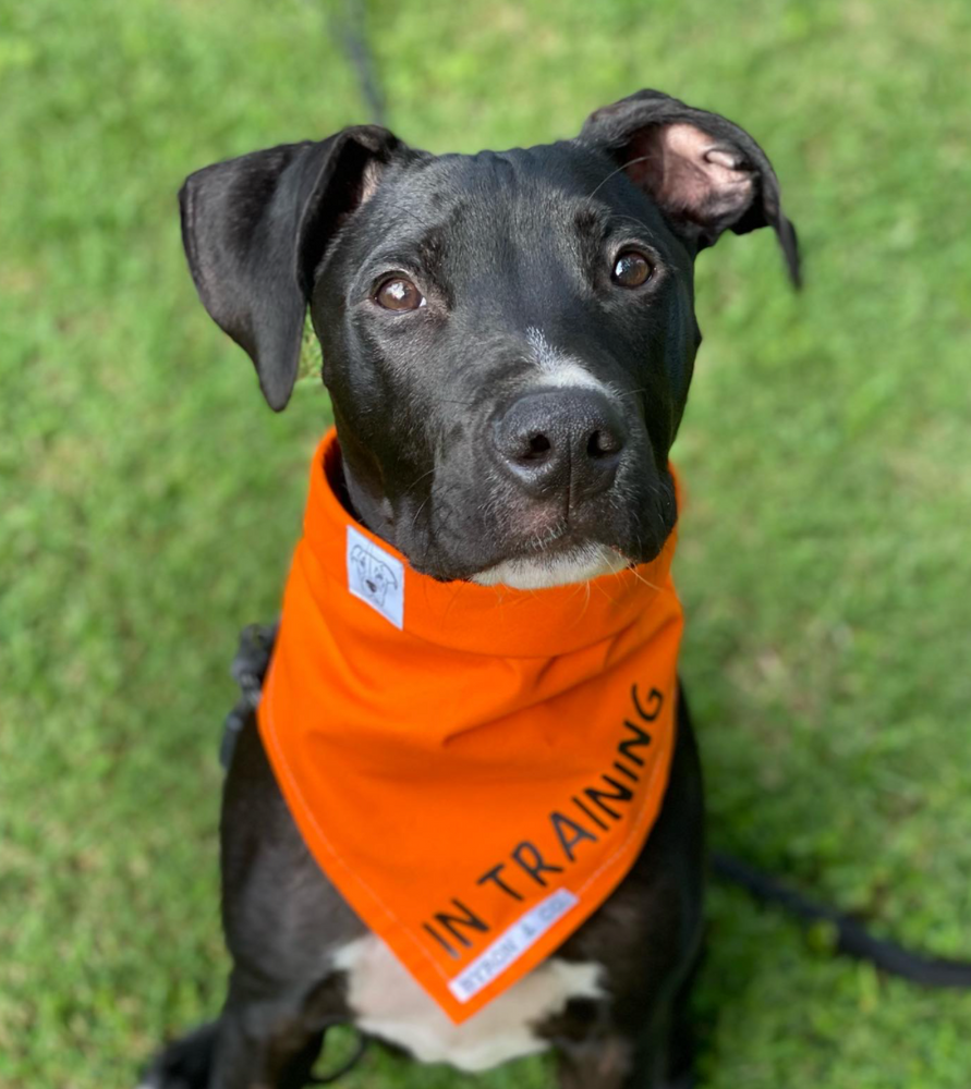 Puppy in training deals bandana