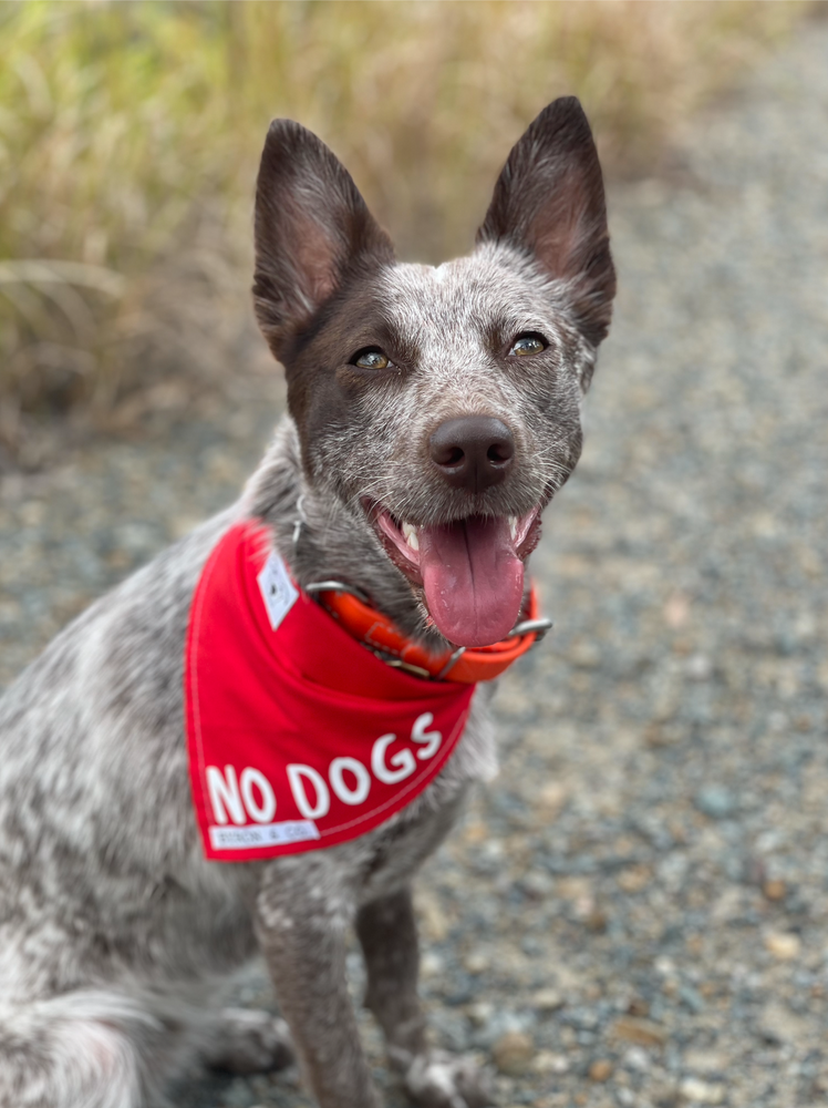 Red Dog Pet Bandana Byron Co Pet Accessories